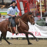 2015 Resultados Prueba Gallinal Expo Prado