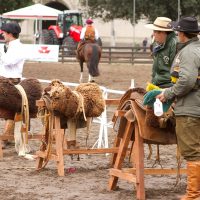 2016 Resultados Morfología Expo Prado