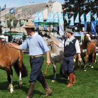 2015 Resultados Morfología Expo Prado