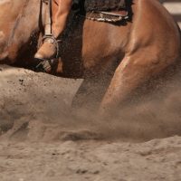 2016 Resultados Freno de Oro Credenciadora de Rivera
