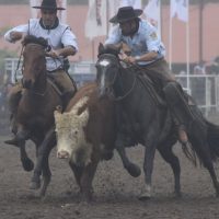 Dos yuntas uruguayas a Esteio