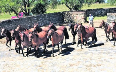 2019 Calendario de inspecciones