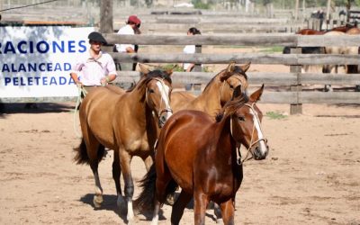 2018 Resultados Expo Otoño Treinta y Tres