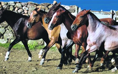 Prohíben temporalmente ingreso y salida de equinos