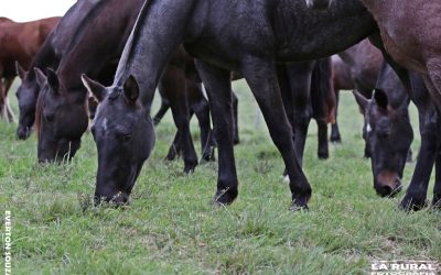 Animales participantes en la Marcha de Integración -Acegua