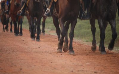 Influenza Equina en Uruguay!