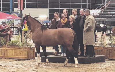 La mejor genética de Argentina deslumbró en Expo Palermo