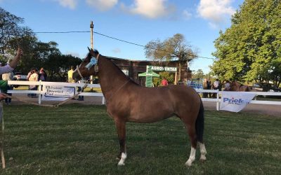 2018 Veredictos Expo Rocha