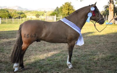 2018 Veredicto Expo Minas