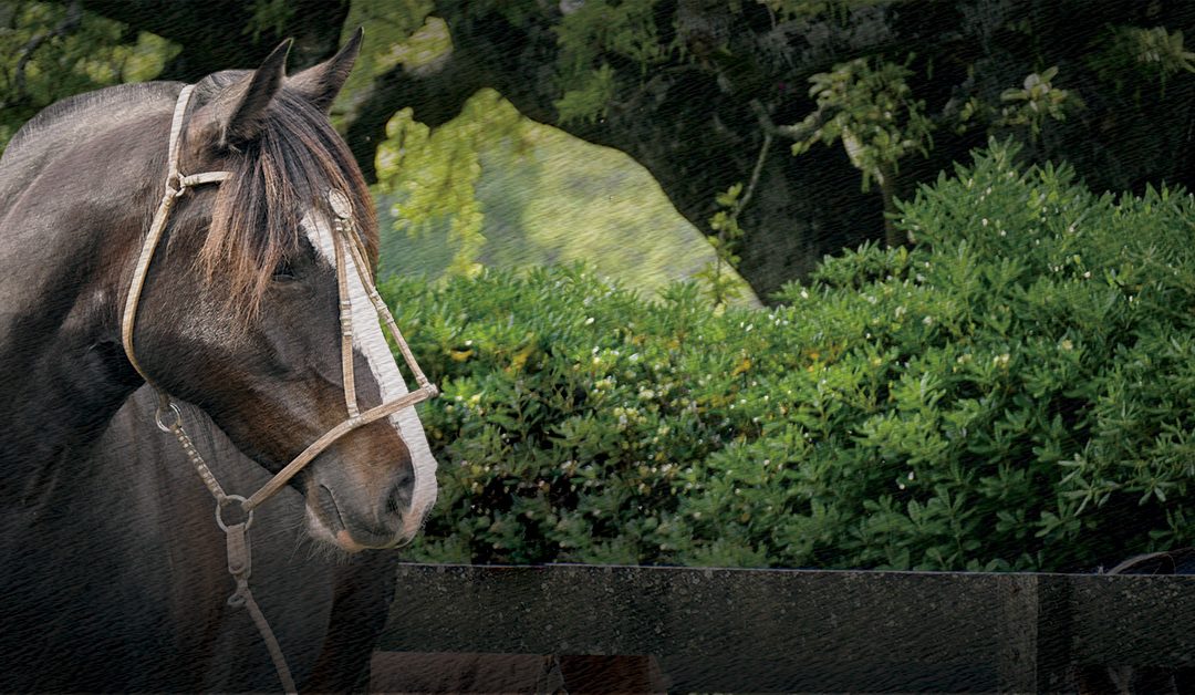 REMATE AUSPICIADO - CRIOLLOS PRIMAVERA 2025