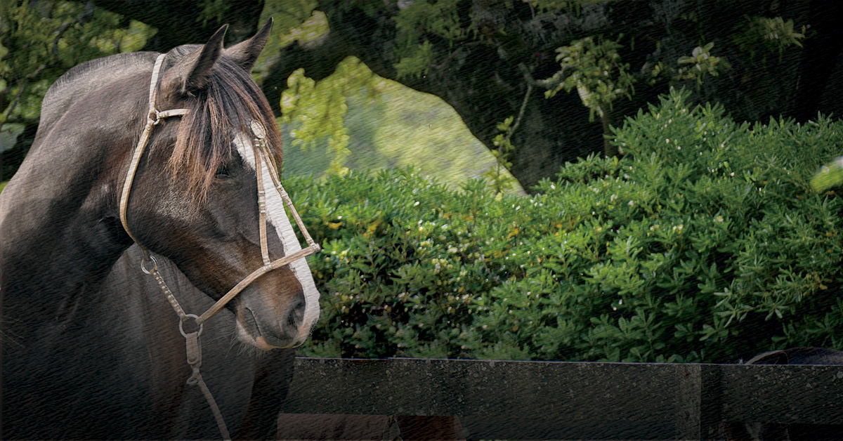 REMATE AUSPICIADO - CRIOLLOS PRIMAVERA 2025